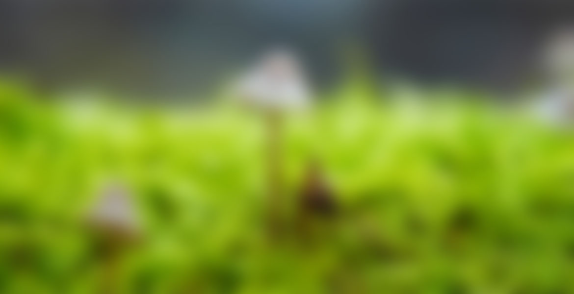 Macro Photography